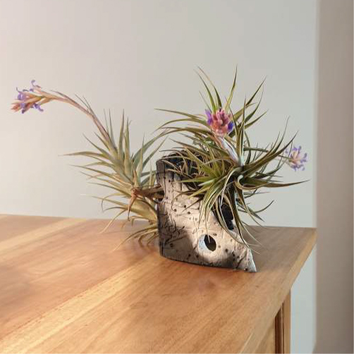 terrandsia tillandsia bergeri