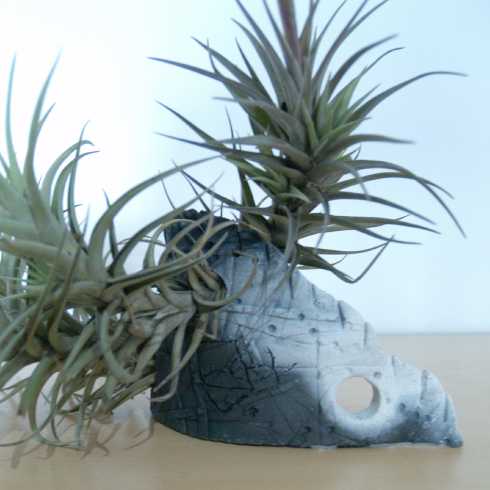 support tillandsia